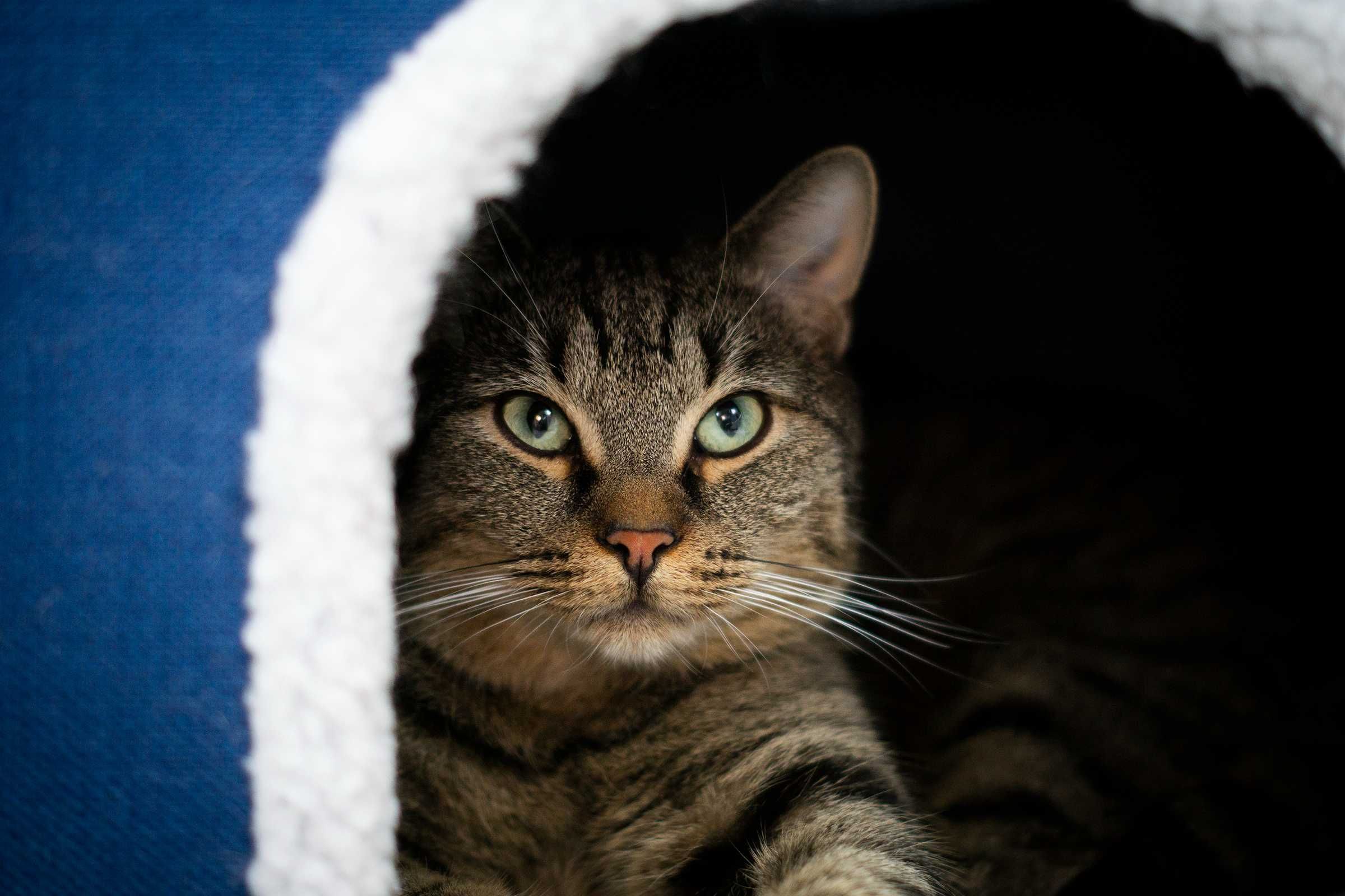Kizo - kotek do adopcji