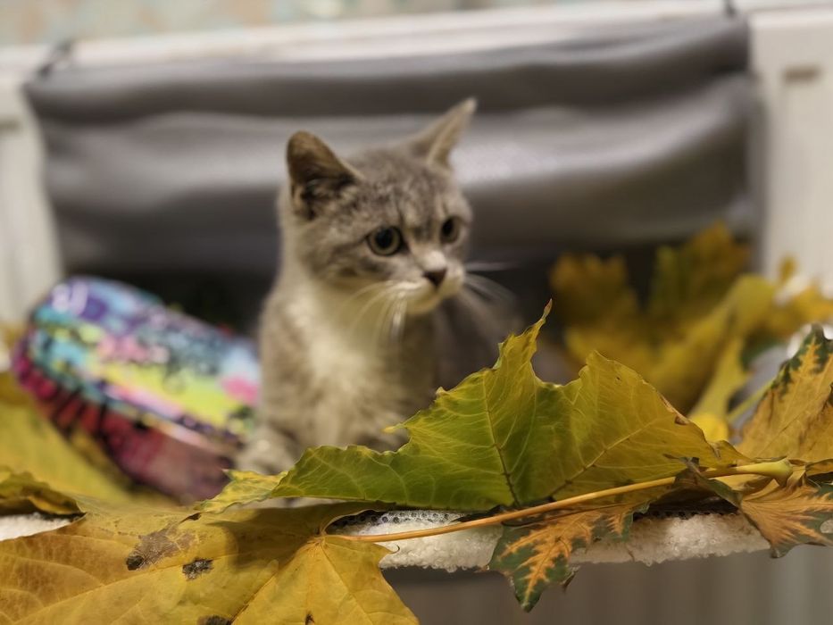 Кішечка, схожа на британочку шукає люблячий дім