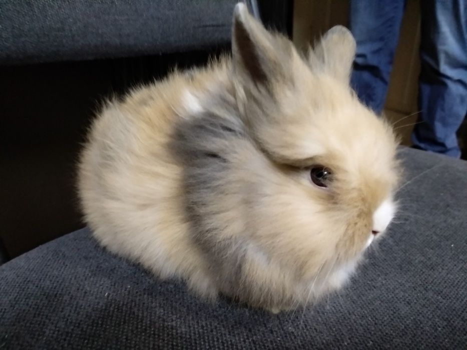 Львиноголовые кролики-настоящий маленький лев