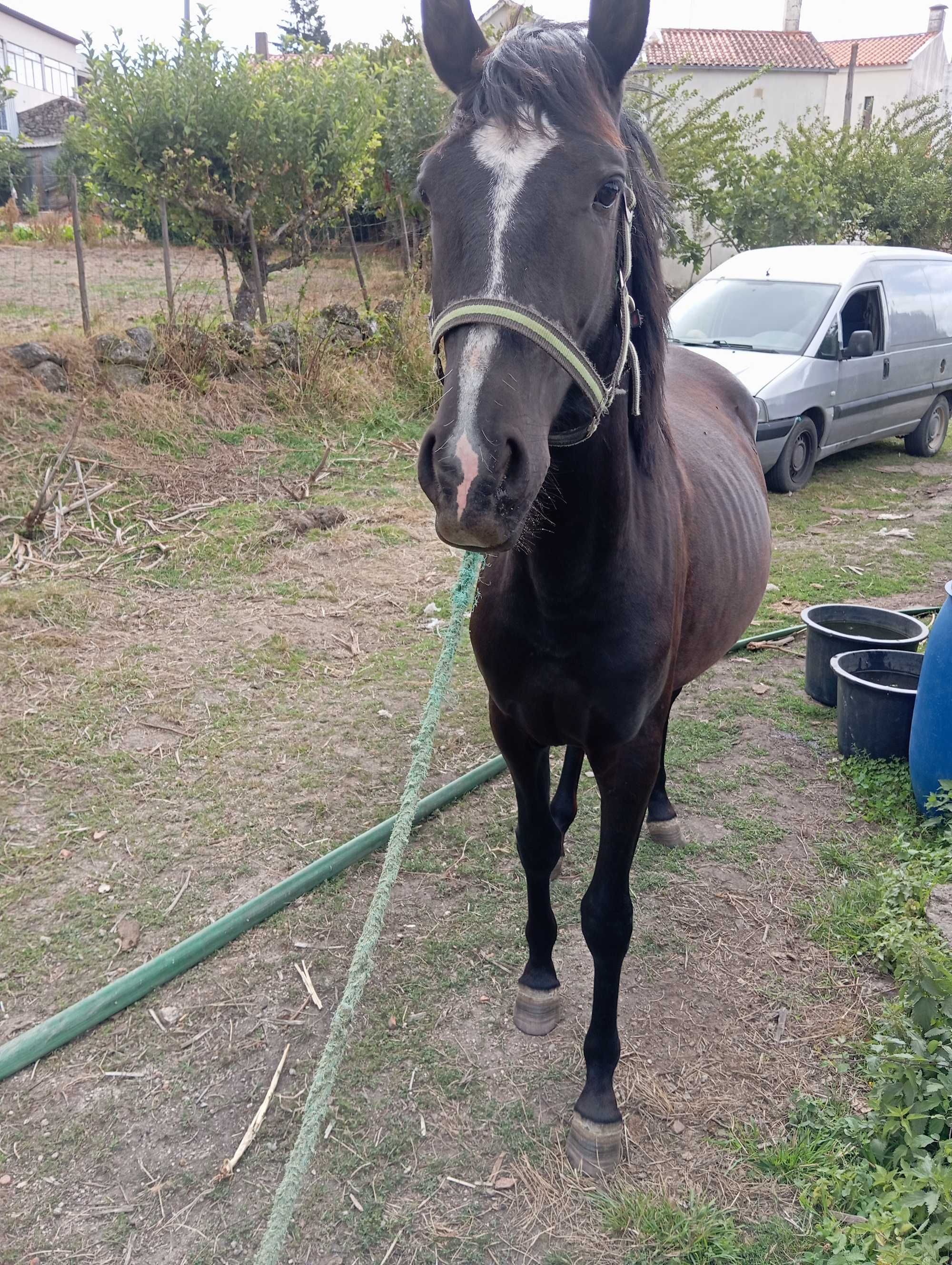 Poldro cruzado lusitano