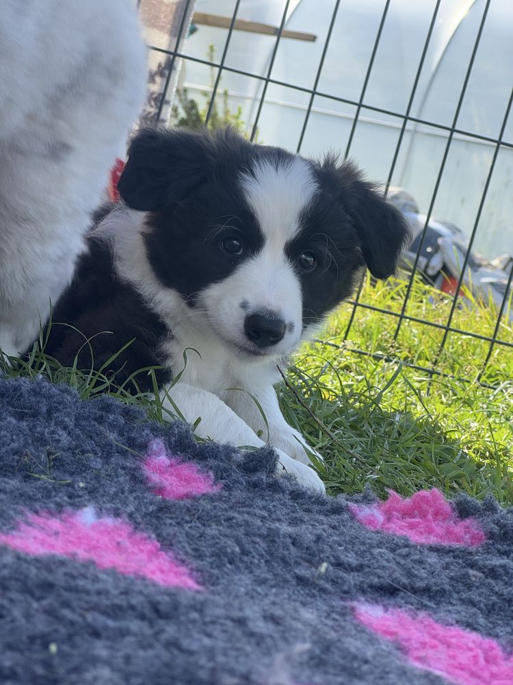 Border Collie  foczo biała ZKwP / FCI