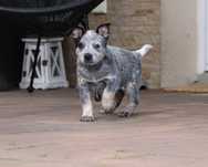 Suczka Australian Cattle Dog Zkwp