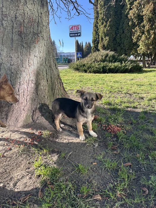 Коротколапе цуценя подарую