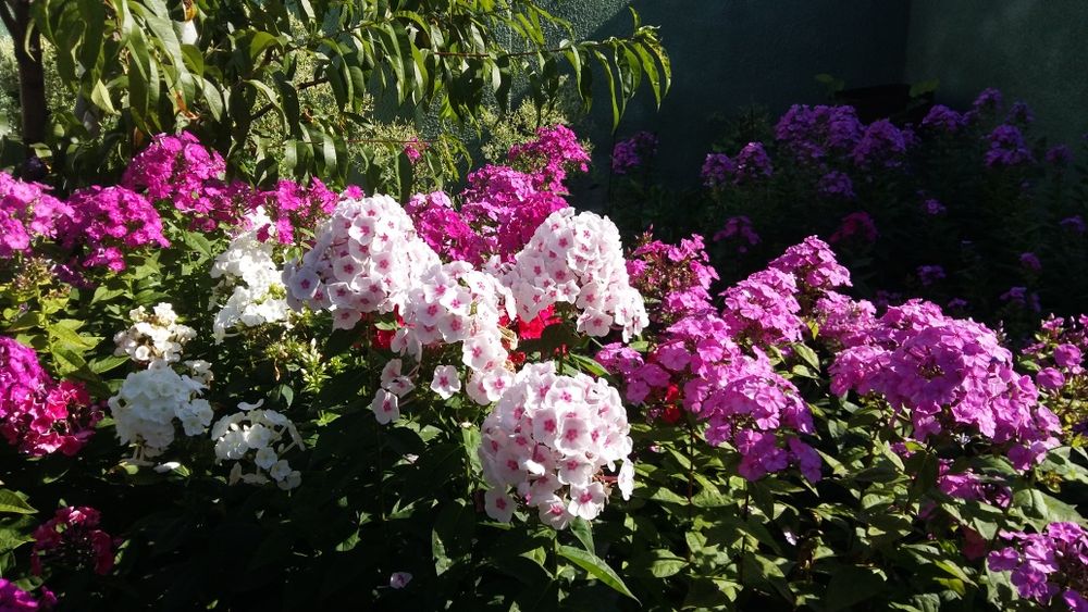 Саженцы садовых растений