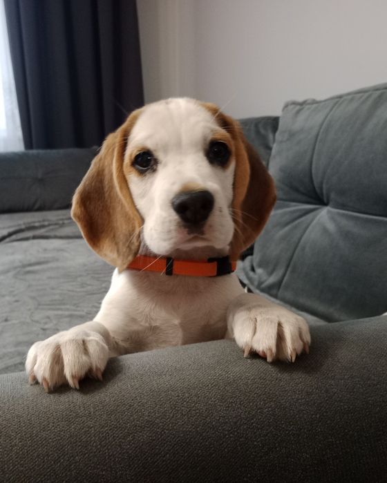 Beagle szczeniak