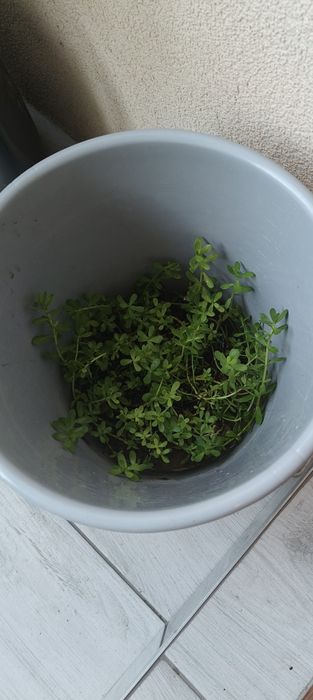 Bacopa Monieri duża kępa , ukorzeniona