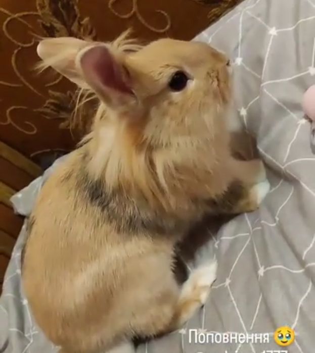 Віддається у добрі руки кролик