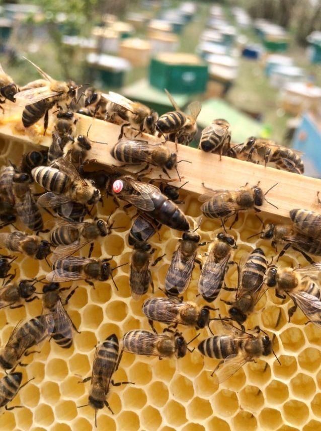 Бджоломатки Карніка Варроатолеранц VT ( Австрія, Німеччина) пчеломатка