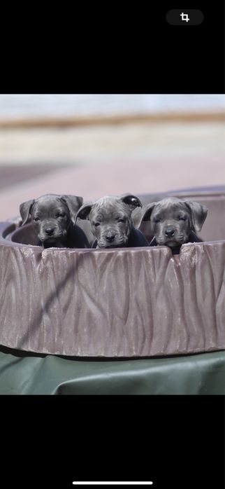 Амстафф дівчата