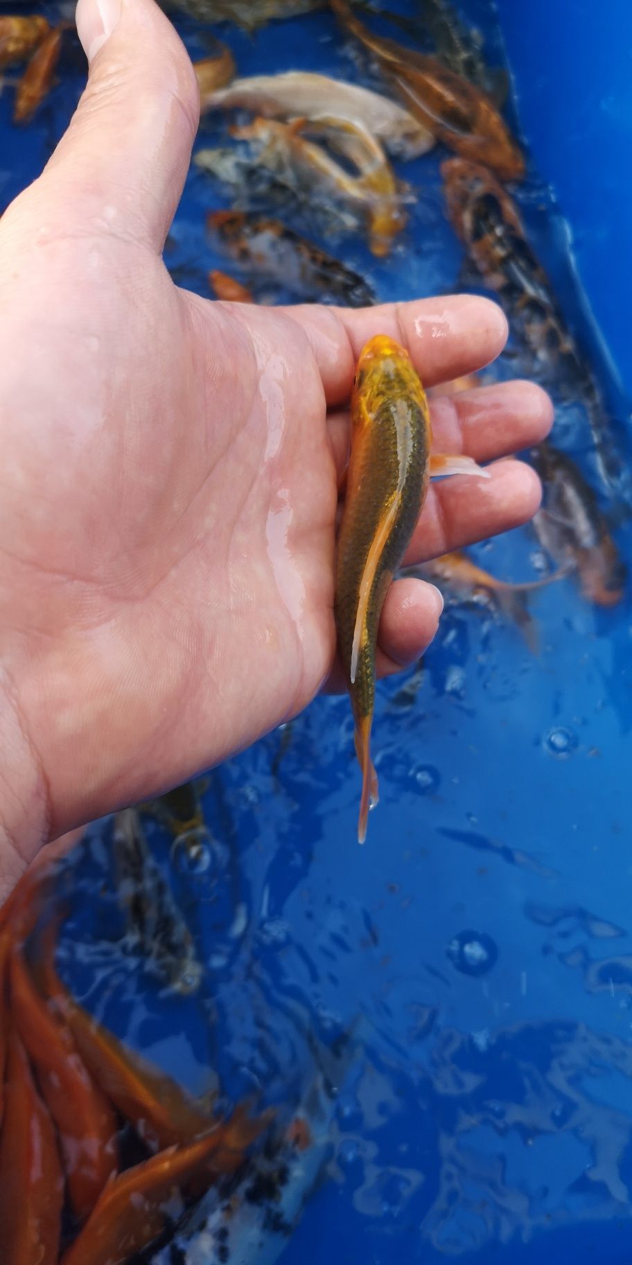 Narybek karpi koi 10-15cm