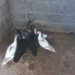 Patos mudos casal