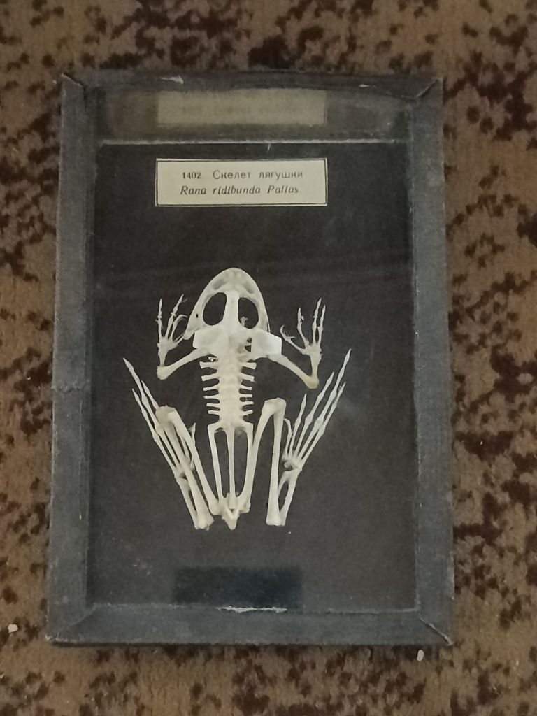 Продам наочний посібник "Скелет лягушки"