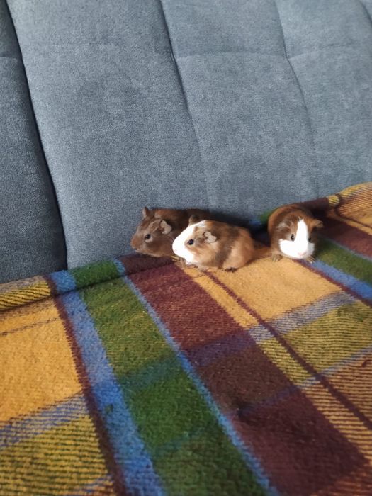 Młoda świnka morska