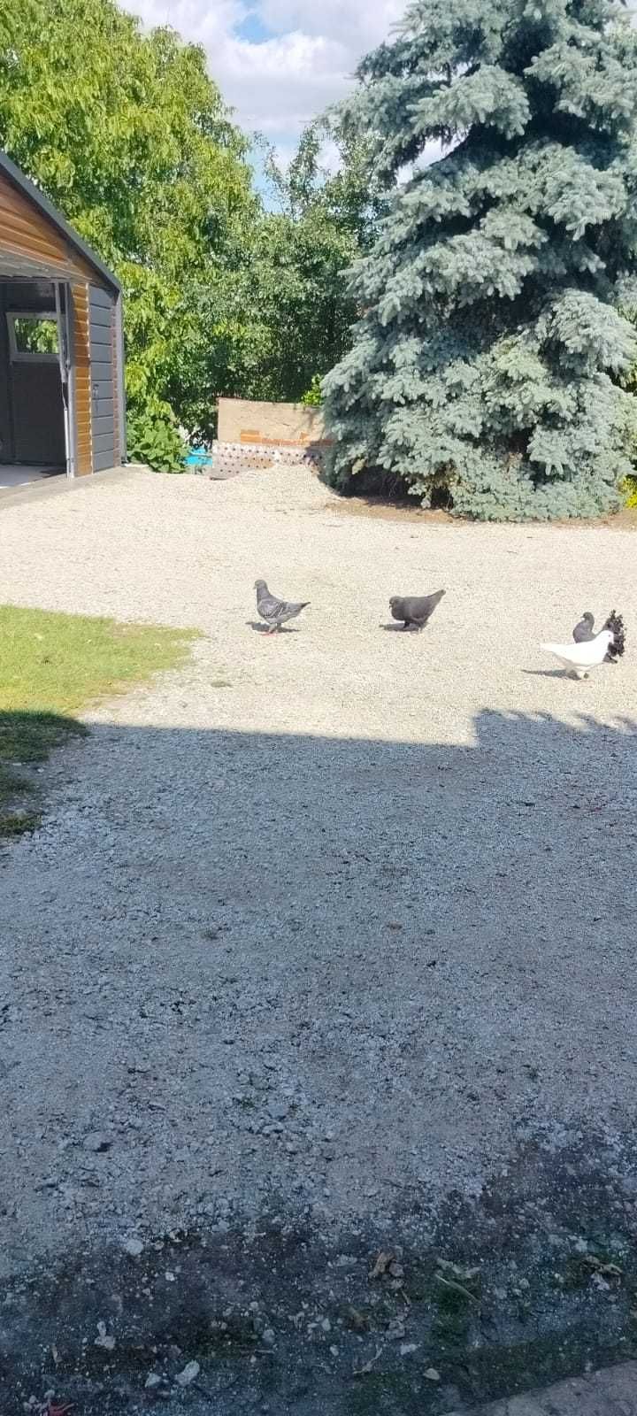 gołębie Kingi i Pawiki