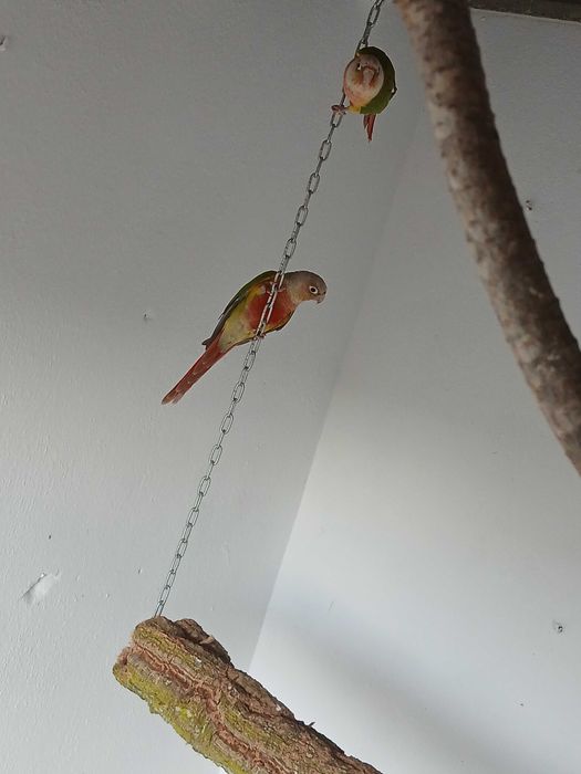 Vendo pyrrhura macho