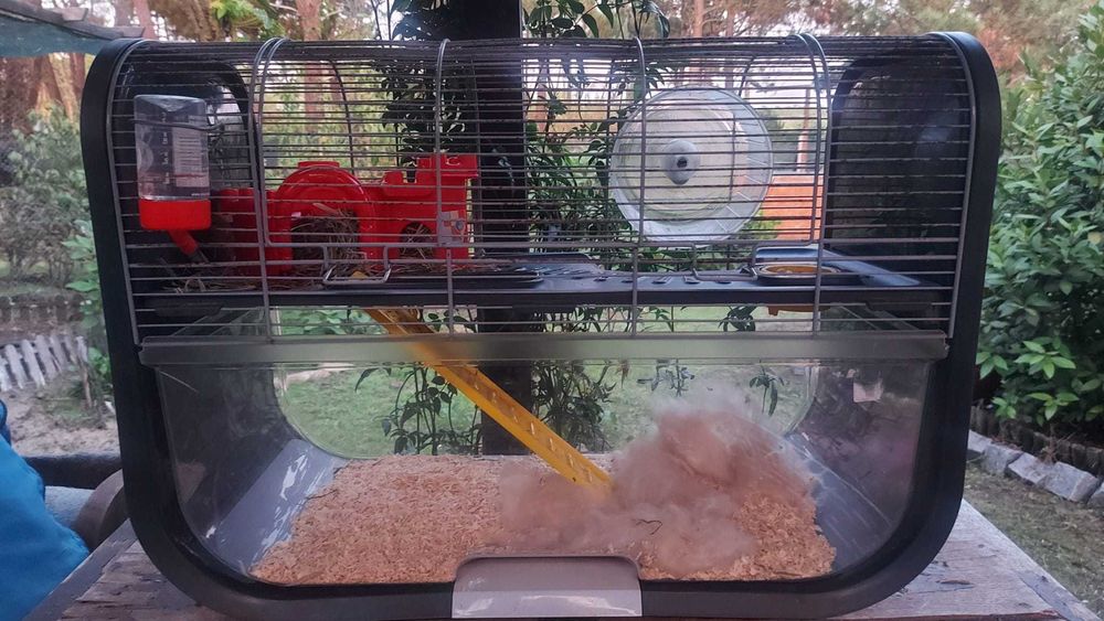 Gaiola com hamster russos