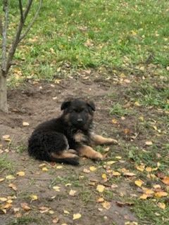 Owczarek niemiecki długowłosy