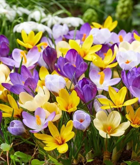 Krokusy mieszanka kilku odmian botanicznych 100 cebulek za 65 zł