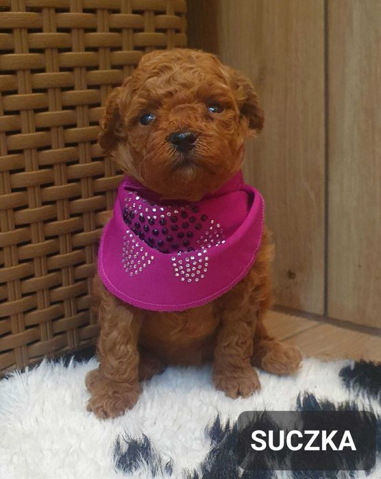 Pudel TOY- Śliczna suczka