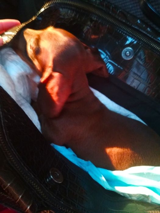 Продаються цуценята карликових міні такс шоколадні