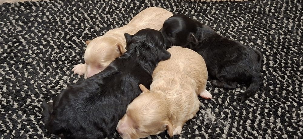 Suczki maltipoo z metryką do odbioru połowa stycznia