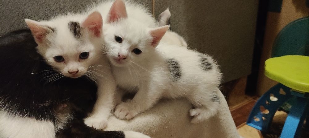 Отдам маленьких котят