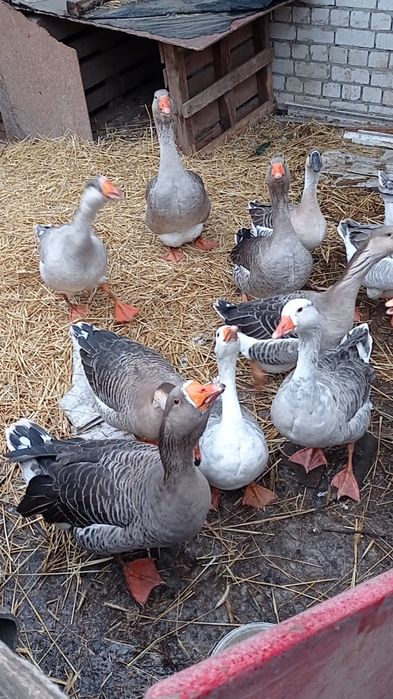 Продам гусей на развод