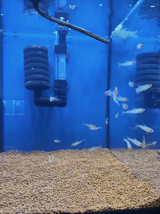 Tanictis/ nariz de bêbado