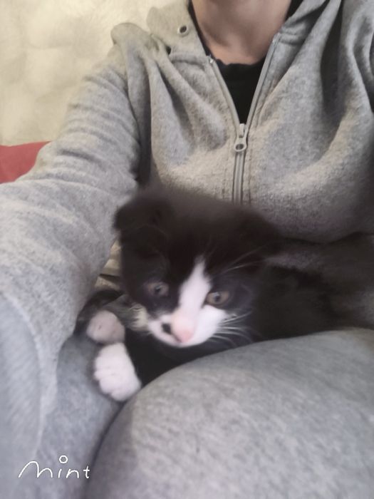 Киця грайлива весловуха