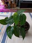 Monstera siltepecana