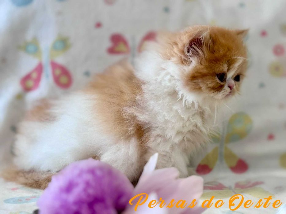 GATO PERSA Bicolor vermelho