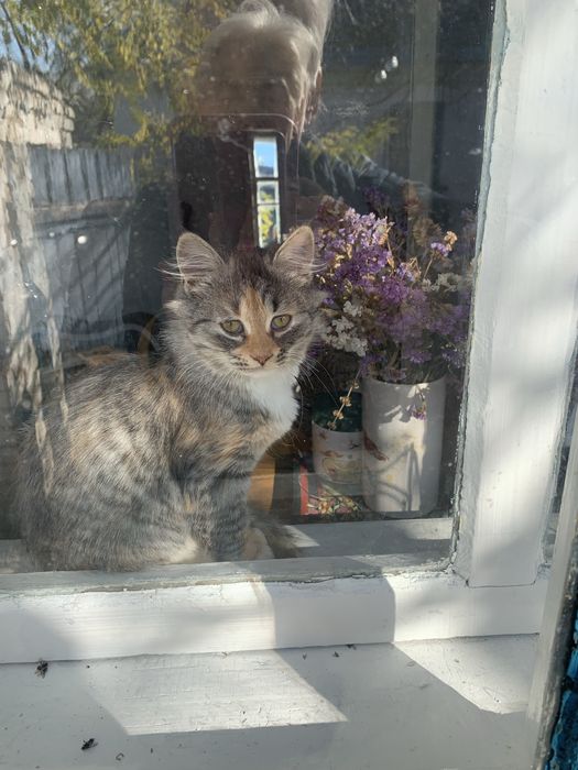 Ніжна кішечка в родину