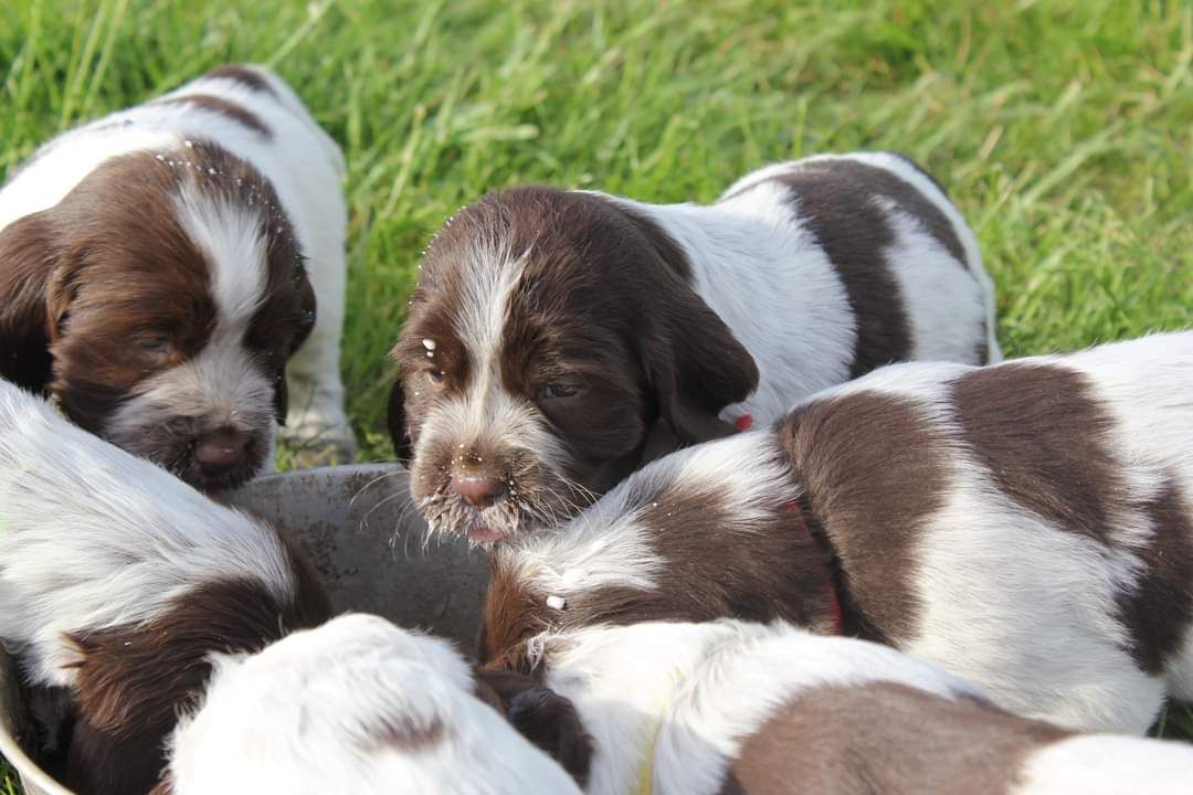 Polski spaniel myśliwski