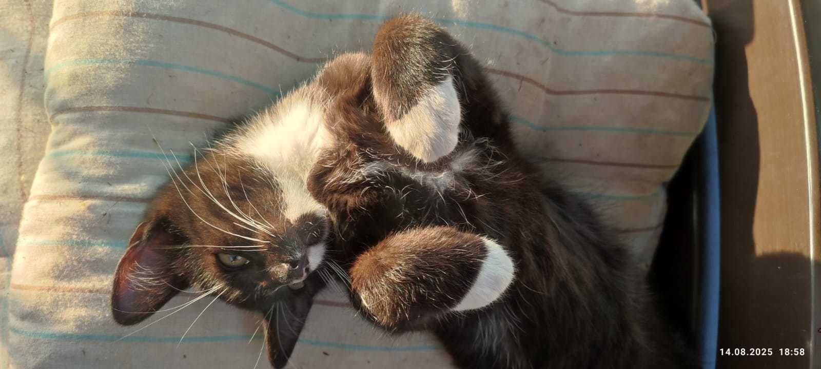 Armiś kocurek do adopcji