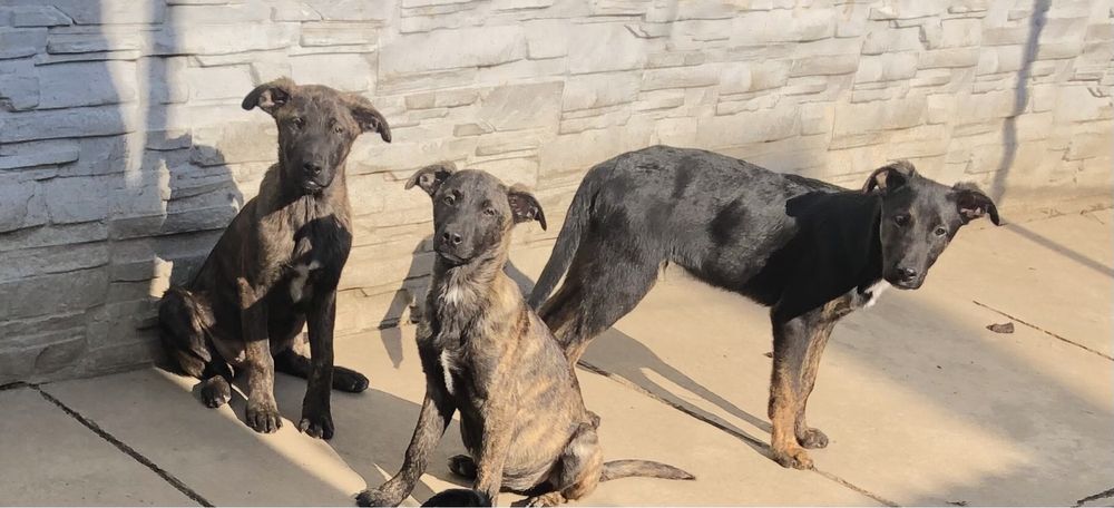 Продаються собачки стаффордшиський терʼєр