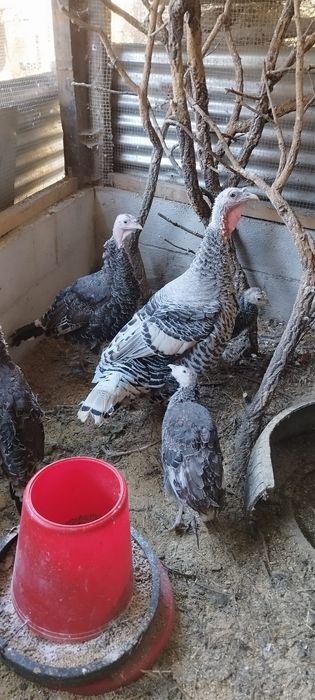 Vendo perus com 9 meses