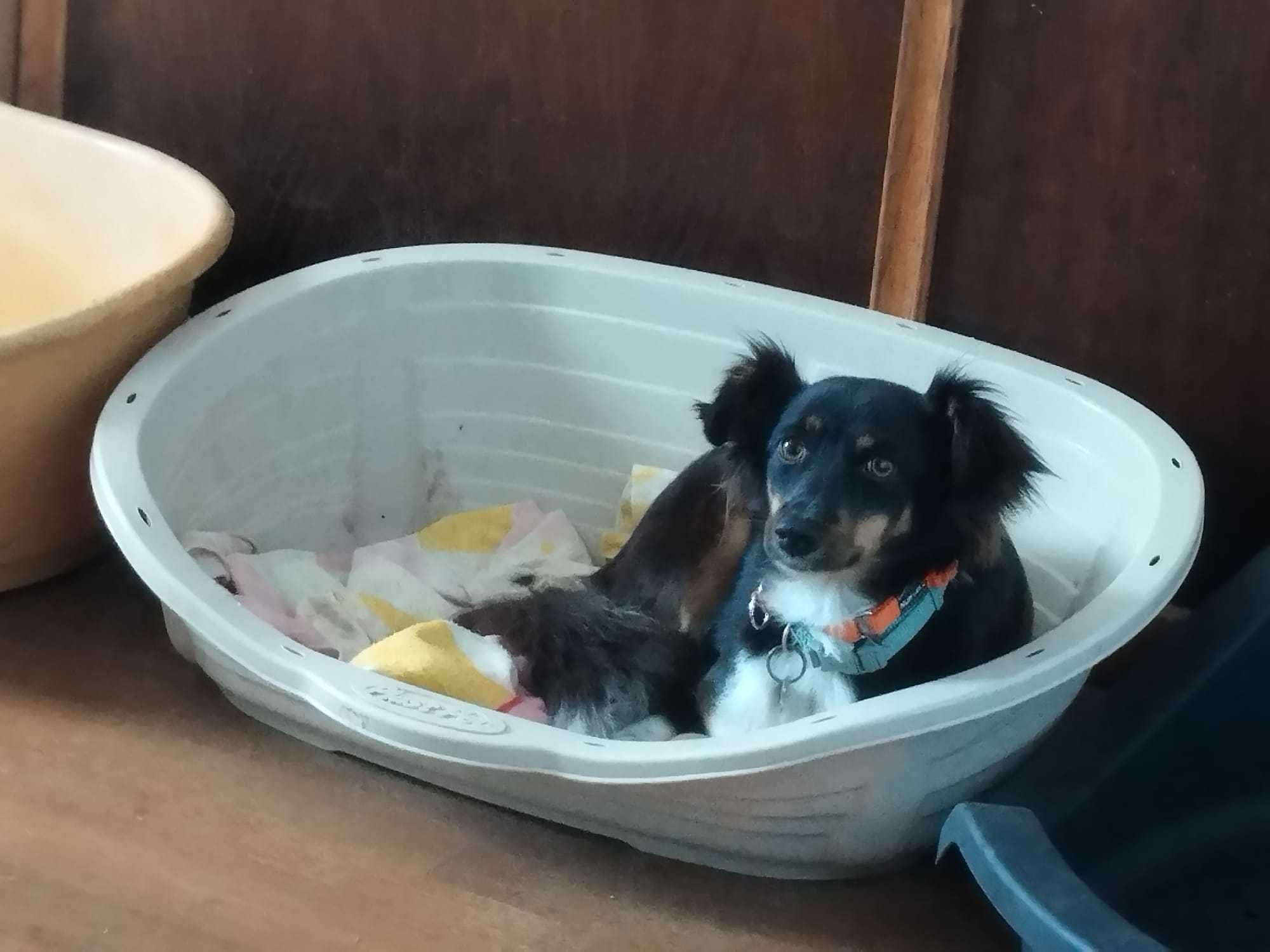 BROWNIE (Fêmea, 10Kg, 1 Ano) Para Adoção
