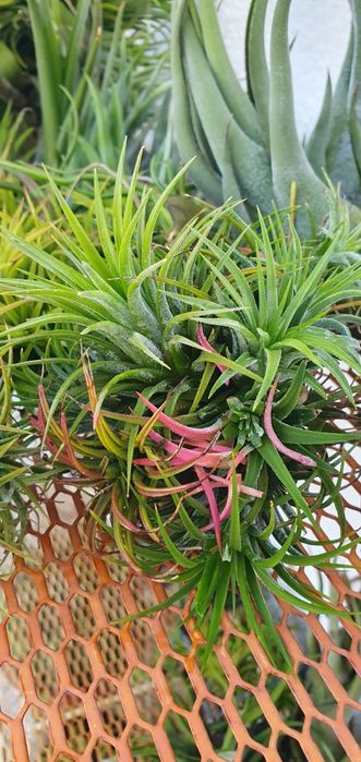 Plantas Aéreas Tillandsia (várias)