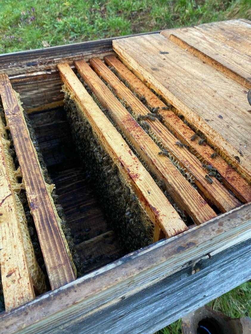 Продам продукцію бджільництва