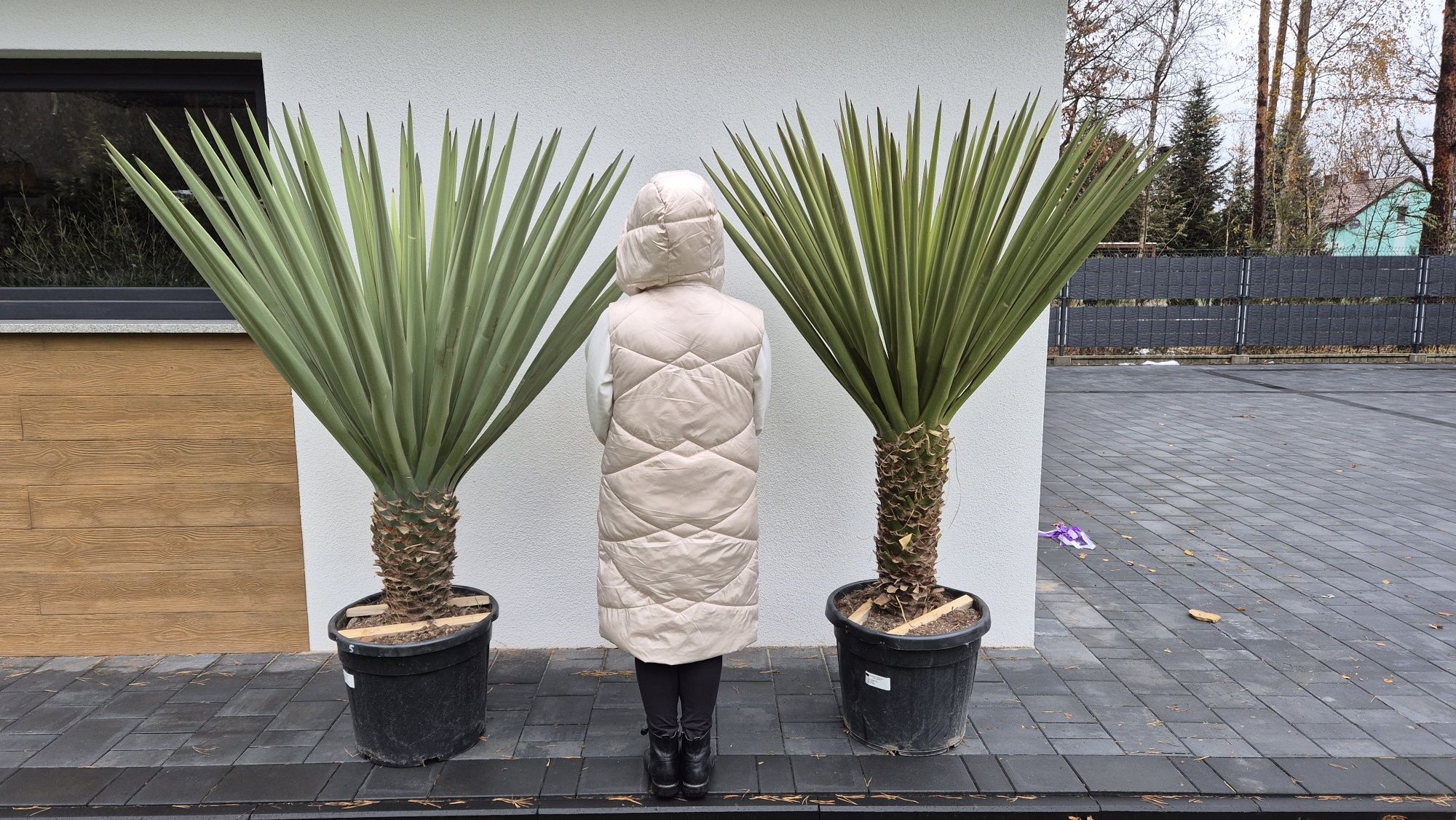 Yucca treculeana - faxoniana , Yucca rostrata. Yucca filifera. Palma