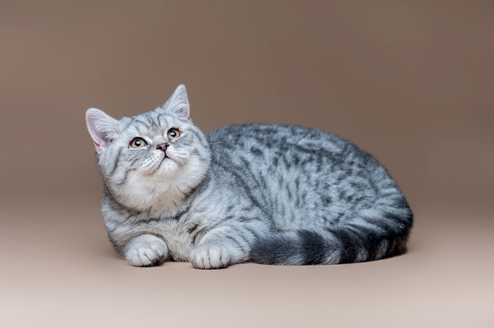 Шотландские клубные котята