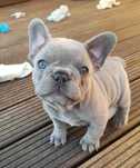 Buldog Francuski  LILAC Liliowy + WYPRAWKA