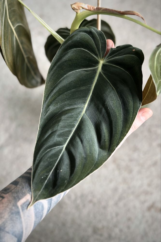 Philodendron melanochrysum BIG LEAVES - Filodendron melano duże liście