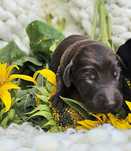 Flat coated retriever FCI - szczeniak