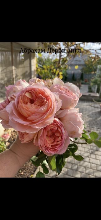 РОЗЫ Саженцы  роз продаю англ; плетистые; флорибунда; парковые