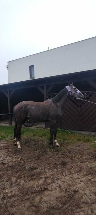 Klacz sp księga główna