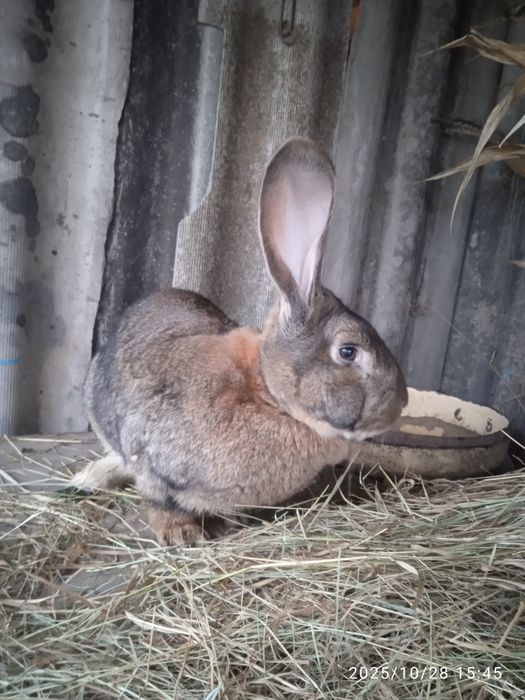 продам кроликів різною вагою і віком .Можлива спаровка)!