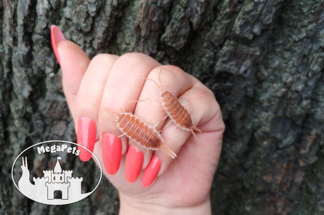 Porcellio hoffmannseggi Orange Prosionki Kulanki Skoczogonki Ślimaki