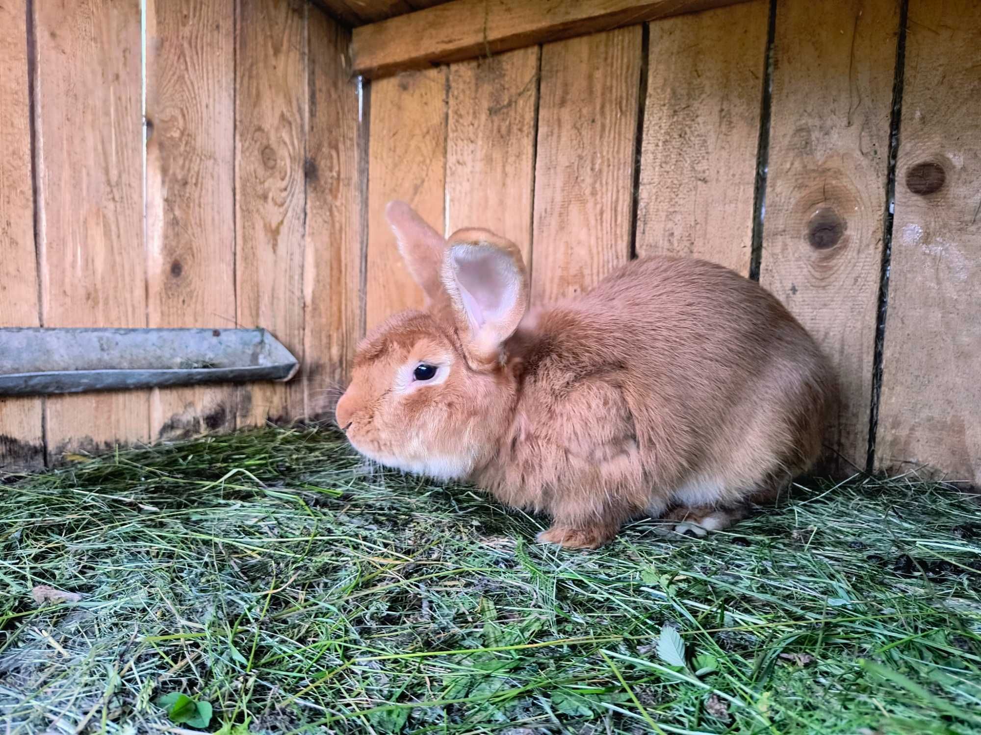 Samczyk dwuletni