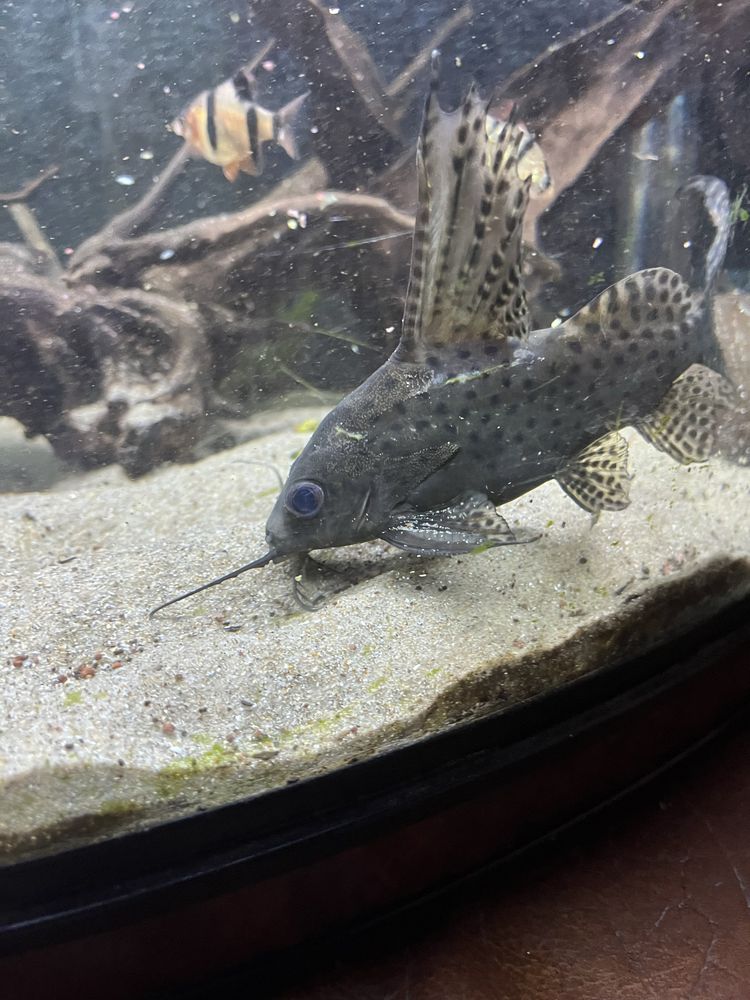Synodontis adulto